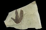 Partial Sycamore Leaf (Platanus) - Green River Formation, Utah #117997-1